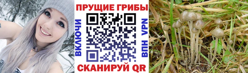 Галлюциногенные грибы Psilocybine cubensis  даркнет сайт  Сортавала 